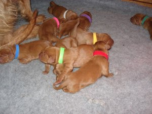 Ruby puppies 1