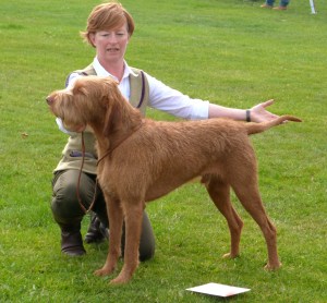 Belatarr Hercules standing for his critique.
