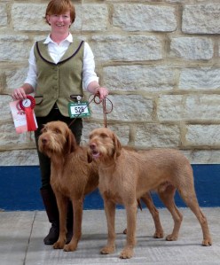 Belatarr Hercules and his brother Belatarr Charlie Parker with their 1st place Brace win.