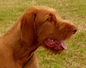 Belatarr Vertogo (Sabi) - a hot pup!
