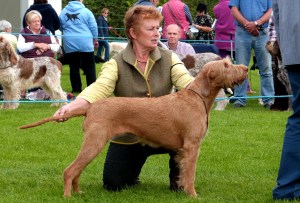 Billie in the Open Bitch class at Darlington.