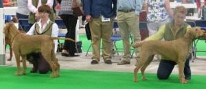 Billie & Charlie going head-to-head for Best of Breed.