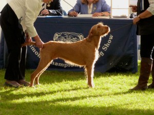 Billie having her examination the Gundog Group in the Best in Show Ring.