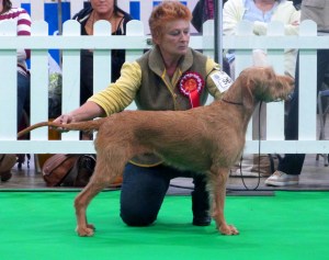 Belatarr Mahalia Jackson ShCM - 1st Open Bitch, Best Bitch, Best of Breed