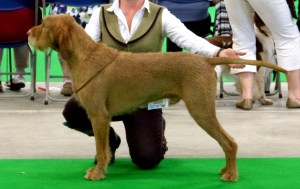 Belatarr Charlie Parker - 1st Open Dog & Best Dog.