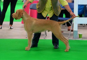 Belatarr North By Northwest taking Best Puppy at 7 months of age.