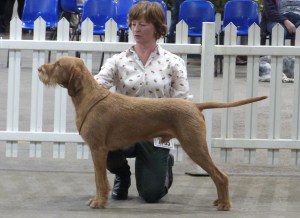 Belatarr Charlie Parker - 1st Open Dog