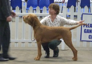 Belatarr Herules - 1st Post Graduate Dog + BEST DOG.