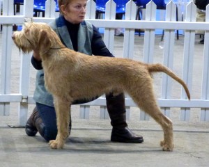 Belatarr North By Northwest - 1st Puppy Dog.