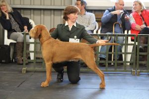 Belatarr Hercules (photo courtesy of Hayley Bradshaw)