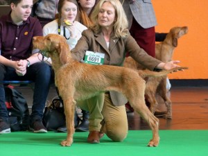 Belatarr Thirtynone Steps - Matilda - stacked beautifully at her Crufts debut!