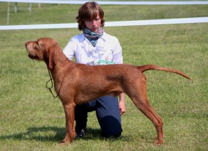 Belatarr Hercules - Best Dog at Southern Counties Championship.