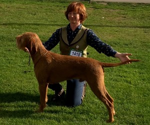 Hercules and Jenny at Gundog Society of Wales Championship. 