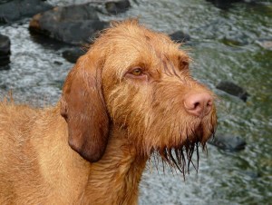 Tarndair Phoenix of Belatarr - Top HWV Brood Bitch 2014 & 2016