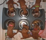 Team 1 take their first grown-up&nbsp;meal