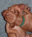 Week 2 – Mr Green&nbsp;snoozes