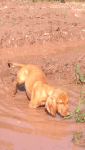 Dora in the&nbsp;mud