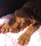 Dora snoozing