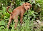 Freddie – 10&nbsp;weeks