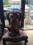Freddie – 13&nbsp;wks