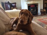 Freddie 14 wks