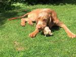 Luca with chicken&nbsp;carcass