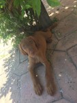 Roux at home