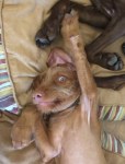 Rufus 2 hands&nbsp;up