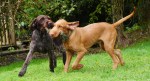 Rufus 5mths and&nbsp;Bella2