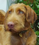 Rufus 5mths1