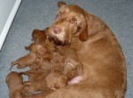 Phoenix – first litter&nbsp;with-mum-week-2
