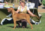 Belatarr Pandora 2 – National Gundog&nbsp;2018