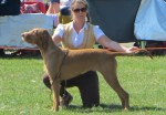 Belatarr Pandora – National Gundog&nbsp;2018